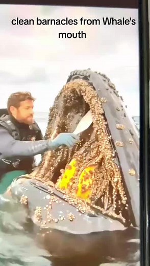 Barnacle Removal from Whales: A Natural Cleaning Process