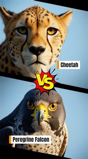 Cheetah vs. Peregrine Falcon: Who is Faster? 🐆🦅 #shorts #wildlife