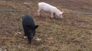 The snow all melted by yesterday afternoon and Scooter and Wee Wee came out to play. | WeeWee the Pig