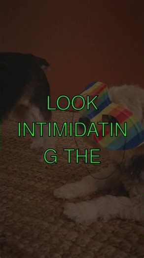 The Clouded Leopard Natures Fierce and FlairFilled Predator Did you know the clouded...