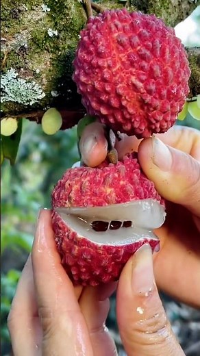Enjoy Beautiful Very Fresh Lichi 🍓 Cutting