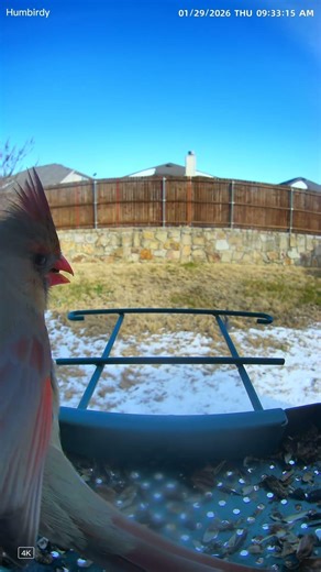 Interesting looking Northern Cardinal on my bird feeder camera