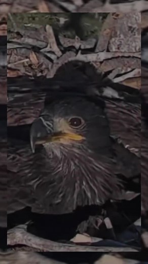 Big Bear Bald Eagle Cam: Sandy and Luna's Nest
