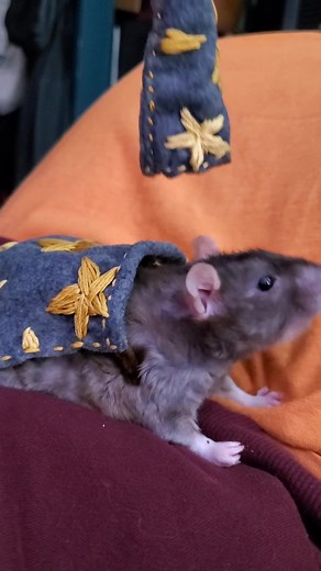 Magical Rat Halloween Costume Ideas | Ratties and Pet Rats