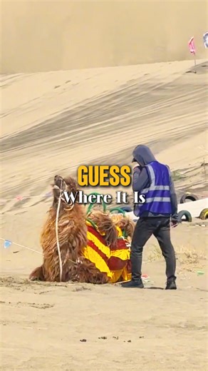 When the Camel Doesn't Want to Work... #CamelMood #Funny #Animals #Relatable #meme #Camel #fyp | 華夏focus