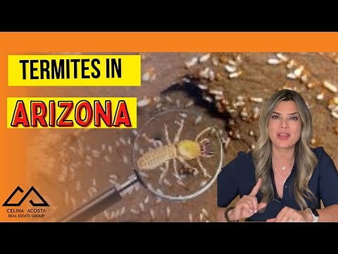 Termites in Arizona