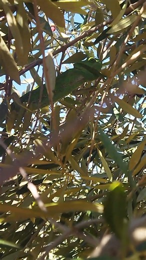 The best camouflage for a chameleon is that if it doesn't move, you won't see it