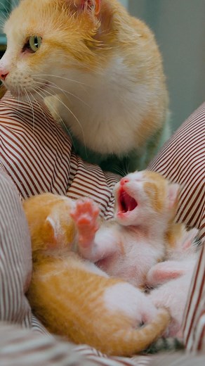 1.4M views · 73K reactions | This is my last chance to save this blind street cat #cat #cutecat #straycat #bekind #kittens | Shotsavant | Facebook