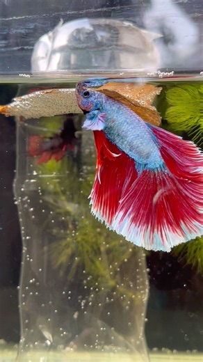 Difference between male and female betta fish #shorts #bettafish #aquarium