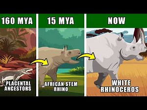 White Rhinoceros Origin Evolution: Who Were White Rhinoceros Ancestors