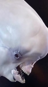 Alien the 8th Passenger on Instagram: "Repost from @gionakpil Happy Alien Day! Here’s a test of the Beluga head I worked on with @carlos_huante and @justinmholt for “Prometheus”. We patterned the mouth mechanics after the goblin shark. #alien #alienmovie #prometheus #neomorph #xenomorph #alienart #xenomorphart #aliencovenant #ridleyscott #spacecreature #aliencreature #alienconcept"