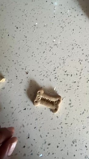 La obediencia de mi perro labrador #labradorretriever | Educadog - Adiestramiento y Rehabilitacion Canina