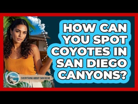 How Can You Spot Coyotes In San Diego Canyons?