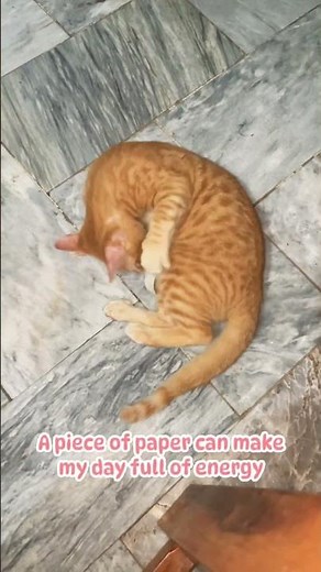 Compilation of funny/horror cats! #catlovers #funny #horror #compilation #shorts #viral #fyp