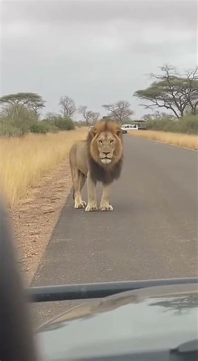 A Lion Tests a Park Vehicle—Then Walks Away🐾