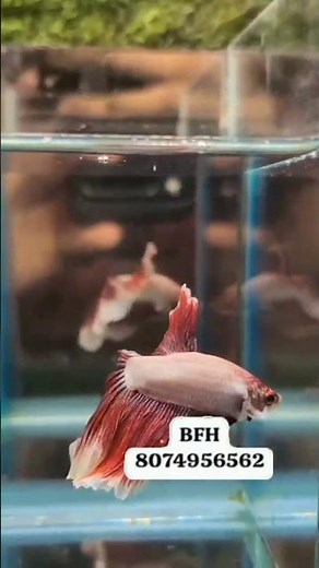 Top Red butterfly OHM Betta Available 💥💥 #bettafish #aquariumfish #betta #fish #aquarium