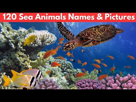 120 Sea Animals Names and Pictures