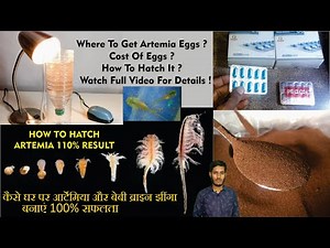 How to hatch Artemia at home Artemia- Brine shrimp hatching method