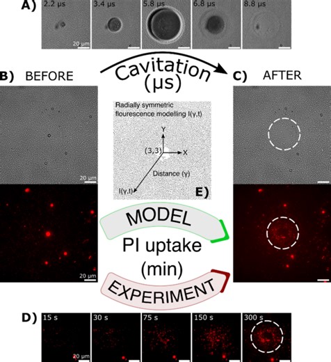Spatiotemporal analysis of Escherichia coli membrane permeabilization and uptake kinetics induced by a single microbubble cavitation event - Scientific Reports