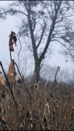 Where Nature Breathes in Silence #nature #village #forest #sunset #vibes #relaxing #rest #country