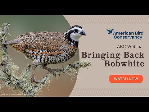 Bringing Back Bobwhite | ABC Webinar
