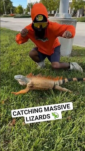 CATCHING MASSIVE LIZARDS! #lizard #fyp