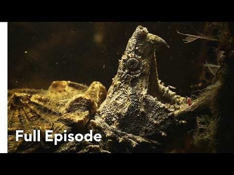 Eat or Be Eaten: The Struggle of Aquatic Predators | Wild Hunters 106