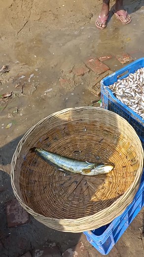 28K views · 225 reactions | Fresh local veda fish in village market #freshfish #vedafish #localfish #fishmarket #villagemarket #village #markets | Fish Watching | Facebook