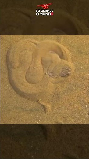 É Assim Que Uma Víbora do Deserto Se Camufla Para o Bote!