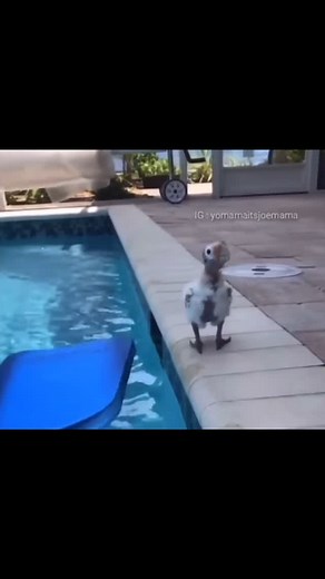 But you can use this… flotation device 🏄🏼‍♂️ on Instagram: "Flotation device day 297 #funny #flotation #funnyreels #laugh"