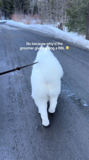 Samoyed Gets a BBL? Hilarious Grooming Moment