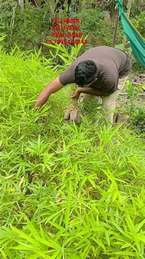 Bamboo Plant | Easy Growing & Care Tips #bamboo #plant all India dver avable