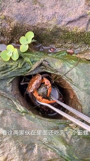 “Love Boost Challenge 💖🔥 #Trending”“Instant Like Magnet 💥 #Viral” #BoostLikes