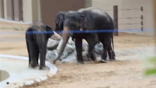 マレーシアから来てくれたアジアゾウ。「人間も海外に3人急に連れて来られたら、しばらくは不安でずっと一緒にいるでしょ？その状態です笑😆」って。よーくわかる例えでさすが春子、ラニー博子のお世話をしていただいた方です👏#アジアゾウ#クラッ#ダラ#アモイ#天王寺動物園2026.4.4
