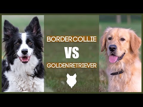 BORDER COLLIE VS GOLDEN RETRIEVER