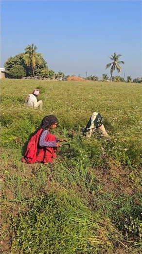 Farmer Harvest Coriander🌾Indian Farmer👩‍🌾Farm Work #agriculture #satisfying #shot #farmlife #farming