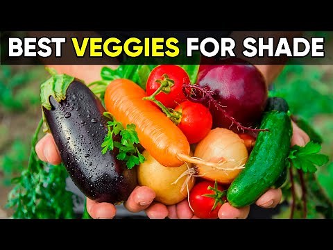 No Sun? No Problem! 10 Vegetables You Can Grow in Shade!