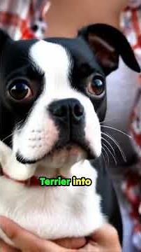 Essential Tips for Raising a Happy Boston Terrier!