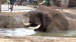 26K views · 1.4K reactions | Tigers, tapirs and elephants...everyone is going for a swim! | Milwaukee County Zoo | Facebook
