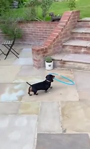 73K views · 1.6K reactions | A dog with good skills of problem solving | The World Of Awesome Pictures | Facebook