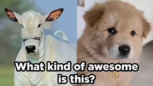 What Kind of Awesome is This? | Know Your Meme