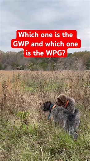 German wirehaired pointer flushes pheasant wirehaired pointing griffon had pointed up #birdhunting