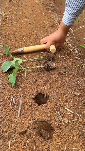 Traditional Precision Planting: Mastering the Dibble Tool #shorts