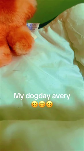My dog day avery 😊😊😊