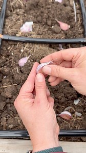 Garlic planting time! Here’s my best beginner tips for planting garlic. #garlic #plantinggarlic #gardentips #gardentipsandtricks #vegetablegarden #backyardgarden #homegarden #gardening #gardening101 | From Dream to Seed