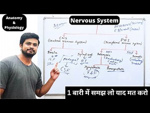 ( तंत्रिका तंत्र ) Nervous System Anatomy and Physiology in Hindi