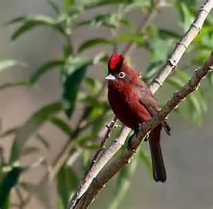 Red pileated finch - Alchetron, The Free Social Encyclopedia