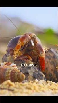 I knew right away that this was the perfect new home for me #wildlife #animals #shortvideo