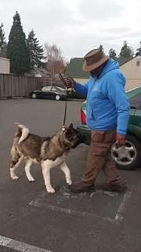 Akita dog protection!