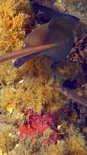 Moray eel hunting #fbreelsvideo #viral #morayeel #viralreels #RenzSpearfishing | Renz Spearfishing